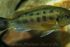 Pseudotropheus-williamsi-north-Makonde-blue-lips-6