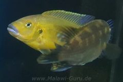 Pseudotropheus-williamsi-north-makonde-1