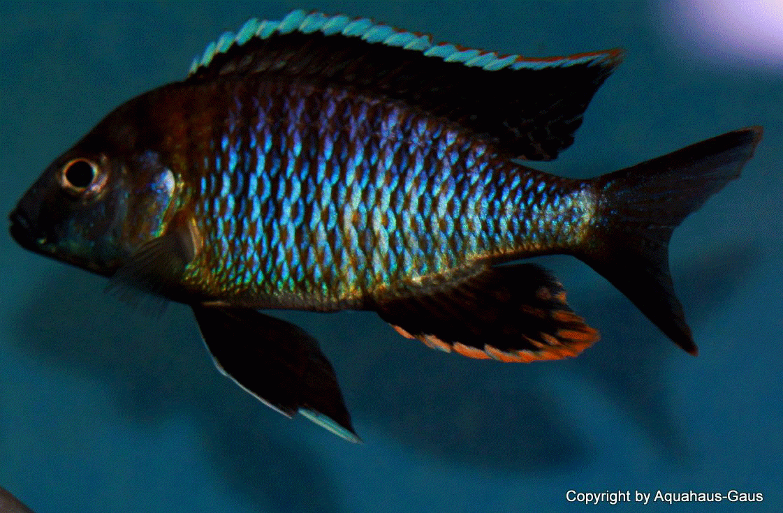 Aulonocara-yellow-collar-Mazinzi-Reef-2
