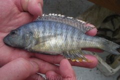 Sciaenochromis benthicola