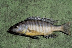 Sciaenochromis-benthicola-Domira-Bay-by-George-Turner-2