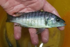 Sciaenochromis-benthicola-Yunis-Karayel-1