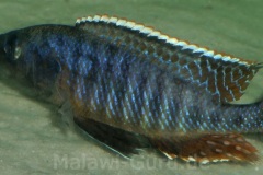 Sciaenochromis-benthicola