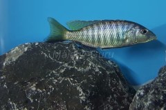 Sciaenochromis psammophilus