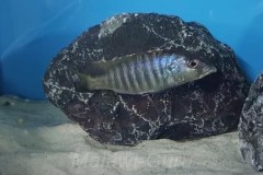 Sciaenochromis-psammophilus-Mazinzi-Reef-2