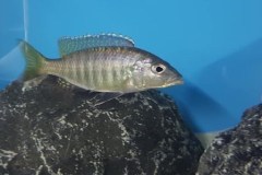 Sciaenochromis-psammophilus-Mazinzi-Reef-3