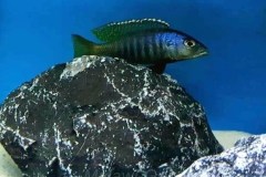 Sciaenochromis-psammophilus-Mazinzi-Reef-5