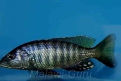 Sciaenochromis-psammophilus-Mazinzi-Reef-7