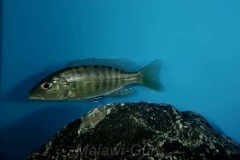 Sciaenochromis-psammophilus-Mazinzi-Reef-8