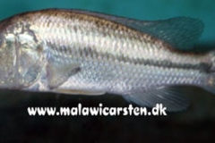 Serranochromis robustus