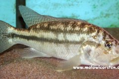 Serranochromis-robustus-1