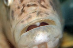 Serranochromis-robustus-2