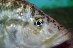 Serranochromis-robustus-3