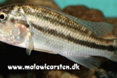 Serranochromis-robustus-4