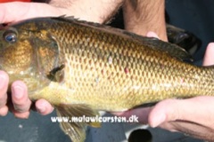 Serranochromis-robustus-6