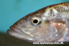 Serranochromis-robustus-7