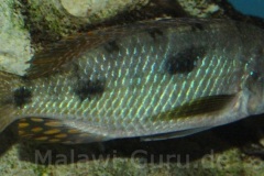 1-Stigmatochromis-pholidophorus-Masinje-WF