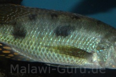 2-Stigmatochromis-pholidophorus-Masinje-WF