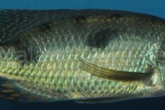 3-Stigmatochromis-pholidopherus-Masinje-WF