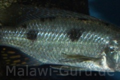 4-Stigmatochromis-pholidopherus-Masinje-WF