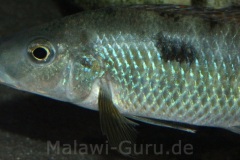 5-Stigmatochromis-pholidophorus-Masinje-WF