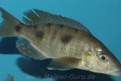 6-Stigmatochromis-pholidophorus-Masinje-WF