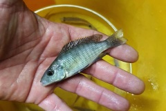 8-Stigmatochromis-pholidophorus