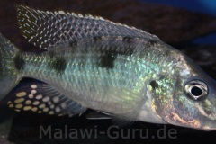 Stigmatochromis-woodii-Bild-1