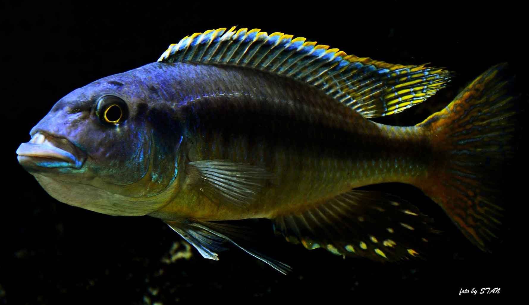 Taeniochromis-holotaenia-5