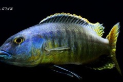 Taeniochromis-holotaenia-3