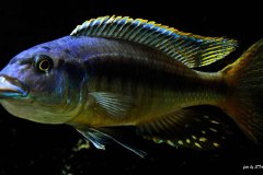Taeniochromis-holotaenia-5
