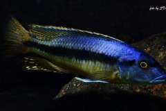 Taeniochromis-holotaenia-6