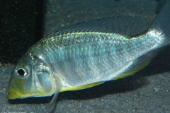 Taeniolethrinops-furcicauda-Eccles-Reef-1
