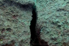 Taiwan Reef