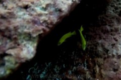 Taiwan Reef