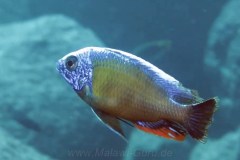 Taiwan Reef/Protomelas sp. ’steveni taiwan‘