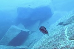 Taiwan Reef