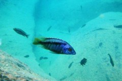 Tchinga Reef