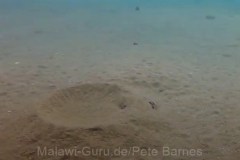 Tchinga Reef