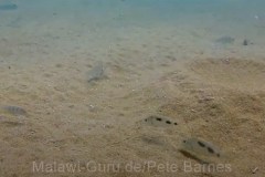 Tchinga Reef