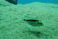 Tchinga Reef