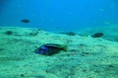 Tchinga Reef