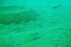Tchinga Reef
