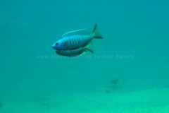 Tchinga Reef