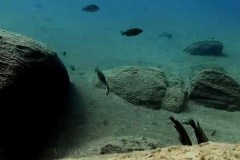 Tchinga Reef