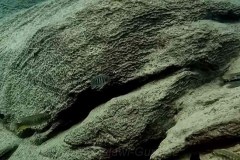 Tchinga Reef