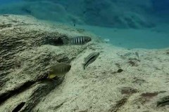 Tchinga Reef