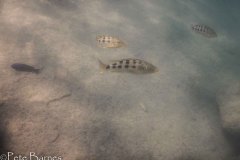 Thumbi-East-Malawisee-15