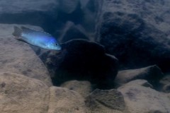 Thumbi West Island/Protomelas fenestratus
