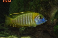 Tramitichromis sp. 'orange top' Lumbira